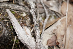 Maratus karrie