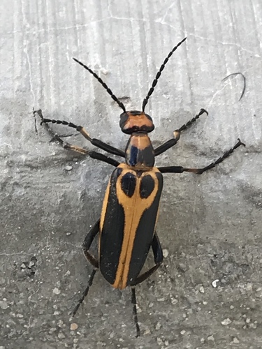 Pyrota Lineata Pyrota trochanterica · iNaturalist NZ