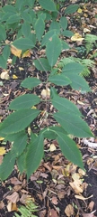 Acer carpinifolium