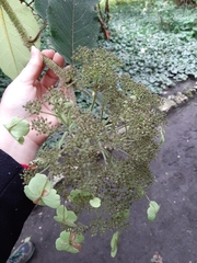 Hydrangea sargentiana