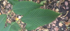 Acer carpinifolium
