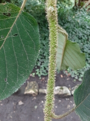 Hydrangea sargentiana