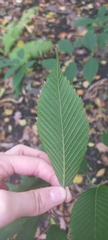 Acer carpinifolium
