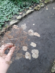 Hydrangea sargentiana