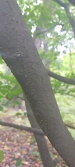 Acer carpinifolium