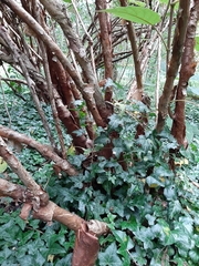 Hydrangea sargentiana