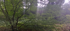 Acer carpinifolium