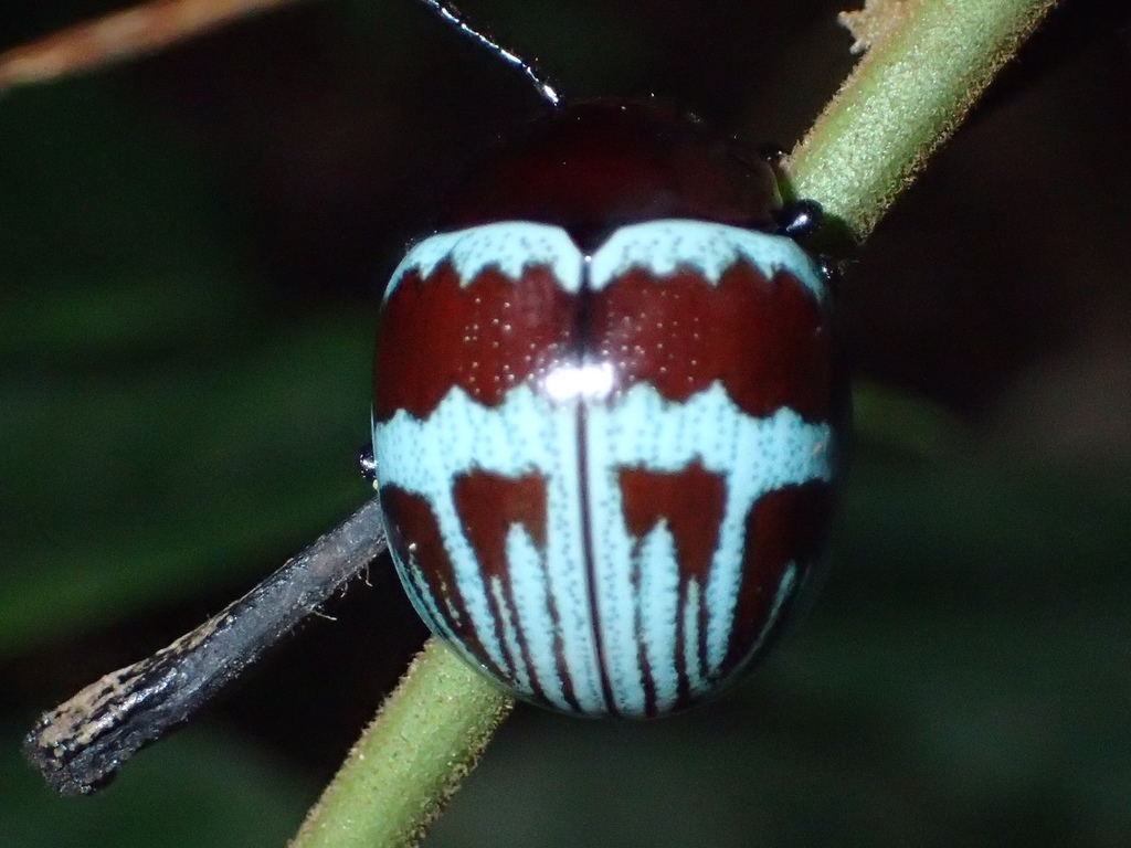 Platyphora haroldi