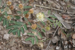 Desmanthus cooleyi
