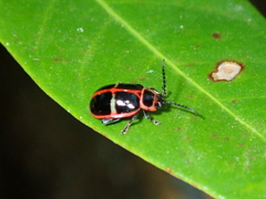Asphaera clerica