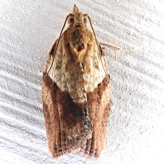 Epiphyas postvittana