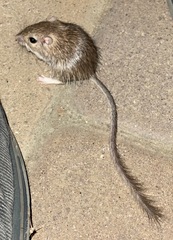 Spiny Pocket Mouse photo 3