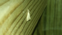 Diatraea lisetta