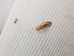 Opomyza petrei