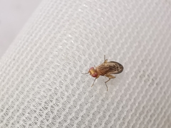 Opomyza petrei