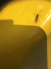 Braconidae