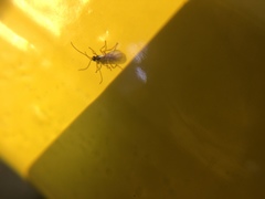 Braconidae