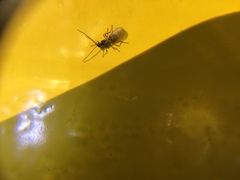 Braconidae