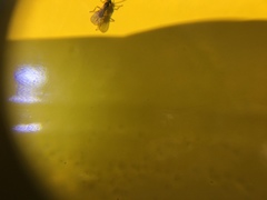 Braconidae
