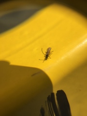 Braconidae