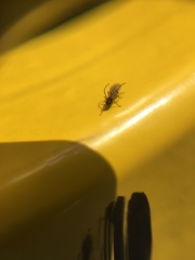 Braconidae