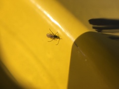 Braconidae