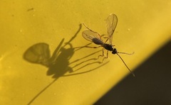 Braconidae