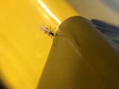 Braconidae