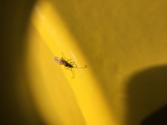 Braconidae