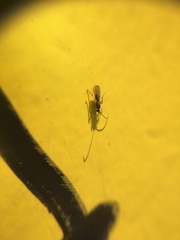 Braconidae