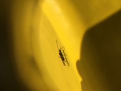 Braconidae