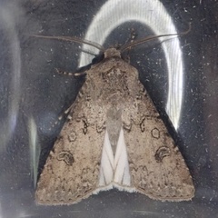 Agrotis segetum