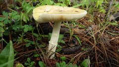 Gemmatae