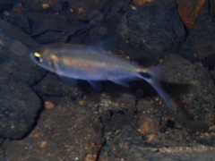 Astyanax panamensis