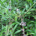 Buddleja alternifolia - Photo (c) Leonora Enking, alguns direitos reservados (CC BY-SA)