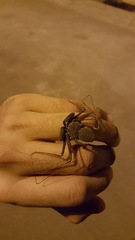 Paraphrynus carolynae