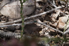 Maratus karrie