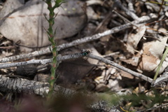 Maratus karrie