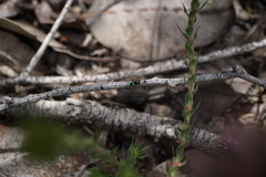 Maratus karrie