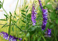 Vicia villosa villosa
