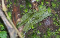 Geocalycaceae