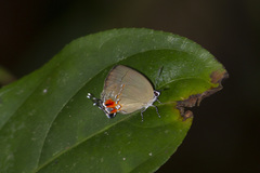 Theclopsis lydus