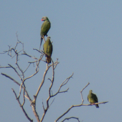 Psittacula alexandri fasciata