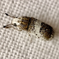 Ozotomerus bipunctatus