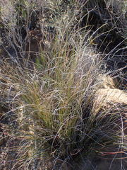 Tenaxia stricta