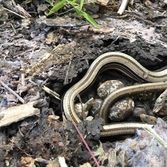 Ophisaurus attenuatus