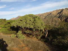 Arctostaphylos insularis