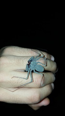 Paraphrynus carolynae