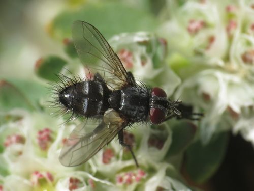 Tryphera lugubris
