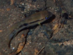 Cichlinae